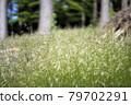 Fresh green meadow in the summer forest 79702291