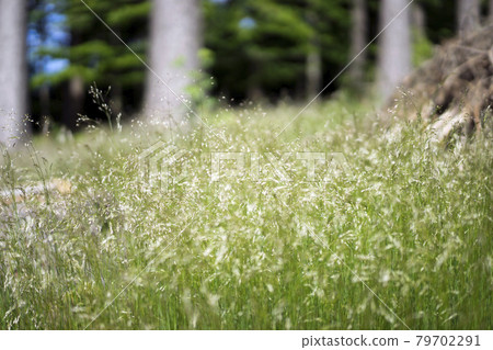 Fresh green meadow in the summer forest Fresh green meadow in the summer forest 79702291