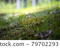 Fresh green moss in the forest 79702293