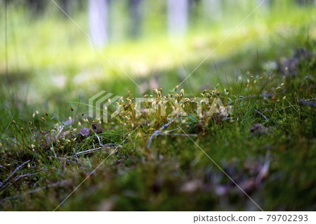 Fresh green moss in the forest Fresh green moss in the forest 79702293