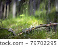 Fresh green meadow in the summer forest 79702295
