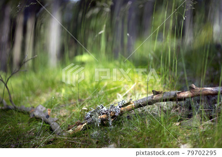 Fresh green meadow in the summer forest Fresh green meadow in the summer forest 79702295