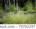 Fresh green meadow in the summer forest 79702297