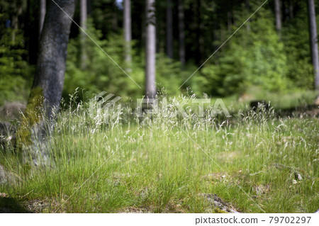 Fresh green meadow in the summer forest Fresh green meadow in the summer forest 79702297