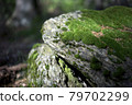 Green moss on the rock in the forest 79702299