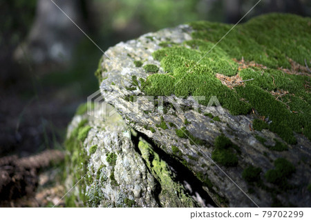 Green moss on the rock in the forest Green moss on the rock in the forest 79702299