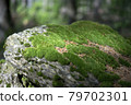 Green moss on the rock in the forest 79702301
