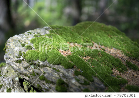 Green moss on the rock in the forest Green moss on the rock in the forest 79702301