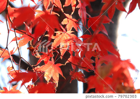 Autumn scenery Autumn scenery 79702303
