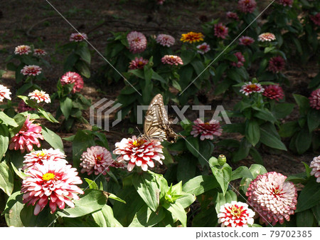 A swallowtail butterfly on a dahlia flower emerges against a dark background A swallowtail butterfly on a dahlia flower emerges against a dark background 79702385