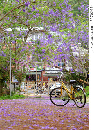 violet phoenix with flower fall on way, yellow bicycle under flamboyant tree violet phoenix with flower fall on way, yellow bicycle under flamboyant tree 79702654