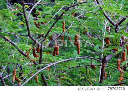 Tamarind fruit on urban tree 79702710