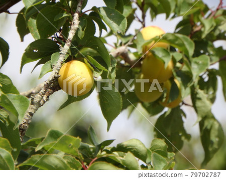 The yellow of the plums contrasts beautifully with the green of the tree. The yellow of the plums contrasts beautifully with the green of the tree. 79702787