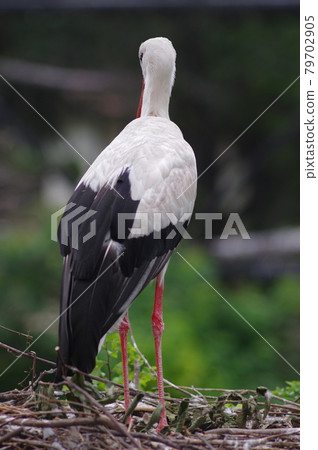這隻鳥的名字叫鸛。學名是白鸛。 這隻鳥的名字叫鸛。學名是白鸛。 79702905