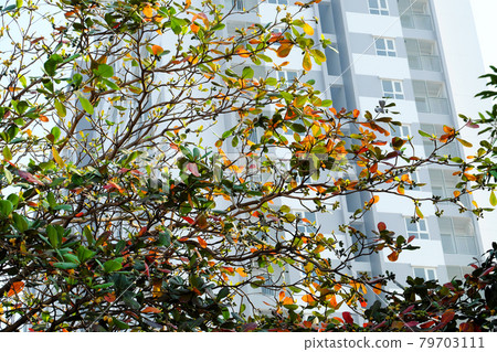 Beautiful scenery at Ho Chi Minh city in wintertime season, Terminalia catappa tree with red old leaves Beautiful scenery at Ho Chi Minh city in wintertime season, Terminalia catappa tree with red old leaves 79703111