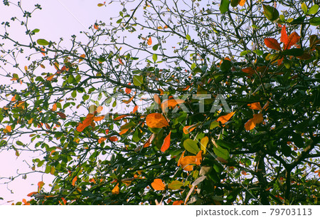 Beautiful scenery at Ho Chi Minh city in wintertime season, Terminalia catappa tree with red old leaves Beautiful scenery at Ho Chi Minh city in wintertime season, Terminalia catappa tree with red old leaves 79703113