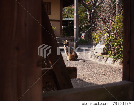 Cat's hinoko 79703159