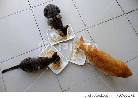 top view group of home animal eating together, three cat eat noodles in tray on floor 79703171