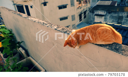 Cute, naughty yellow cat lying on the wall and looking down 79703178