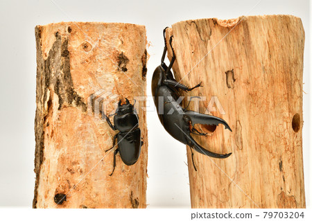 巴拉望島巨型鍬蟲 79703204