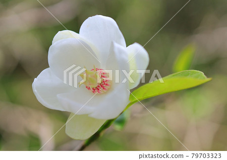 Magnolia sieboldii of Mount Yatsugatake (a natural monument) 79703323
