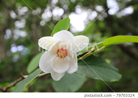 Magnolia sieboldii of Mount Yatsugatake (a natural monument) 79703324