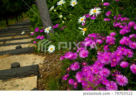Tateishi Park early summer 79703522