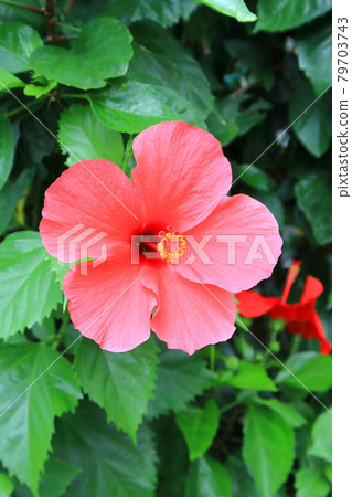Red hibiscus Red hibiscus 79703743