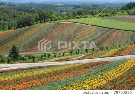 Furano Tourism 79703850