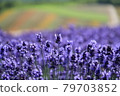lavender 79703852
