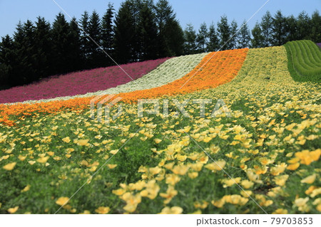  富田農場 79703853