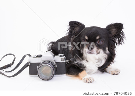 Classic film camera and black long-coated chihuahua Classic film camera and black long-coated chihuahua 79704056