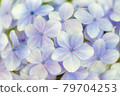 A lot of hydrangea flowers 79704253