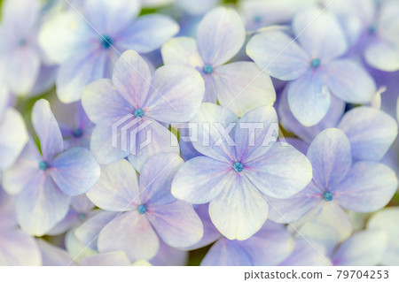 A lot of hydrangea flowers 79704253