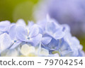 hydrangea   79704254