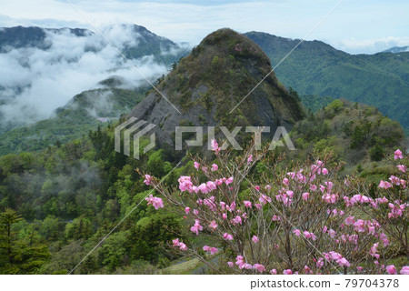 Mount Komochi Gongen and Akebono Azalea 3 (From Bingamori, Saijo City, Ehime Prefecture) 79704378