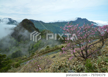 Mount Ishizuchi, Mount Komochi Gongen and Akebono Azalea (from Bingamori, Saijo City, Ehime Prefecture) 79704379