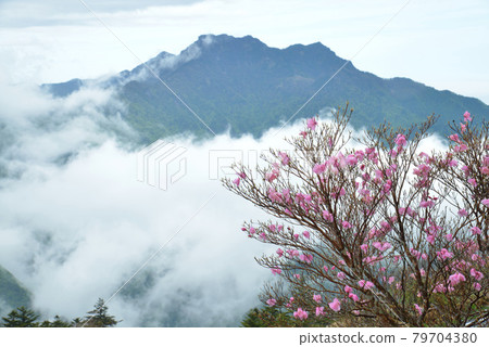 Mt. Ishizuchi and Akebono Azalea 2 (From Bingamori, Saijo City, Ehime Prefecture) 79704380