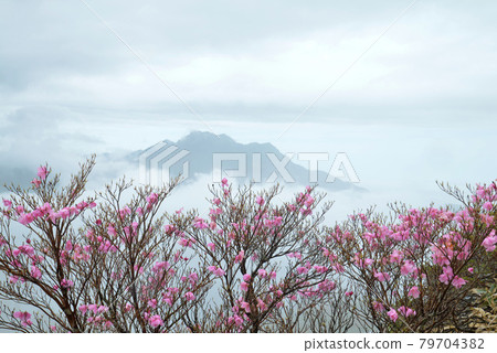 Mt. Ishizuchi and Akebono Azalea 1 (From Bingamori, Saijo City, Ehime Prefecture) 79704382