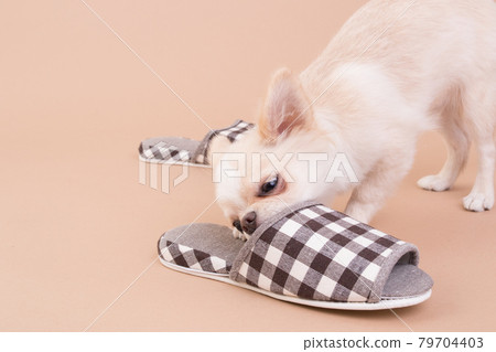 一隻小狗吉娃娃玩拖鞋 79704403