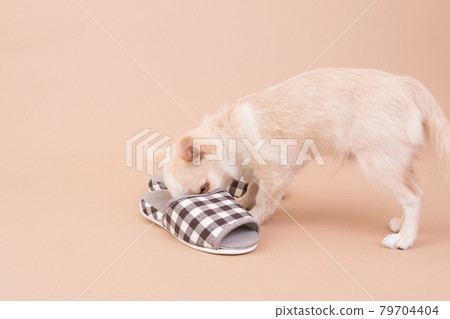 Chihuahua puppy playing with slippers 79704404