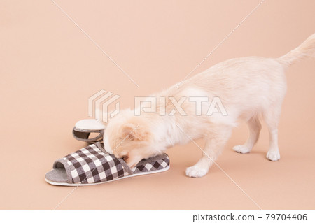 Chihuahua puppy playing with slippers Chihuahua puppy playing with slippers 79704406