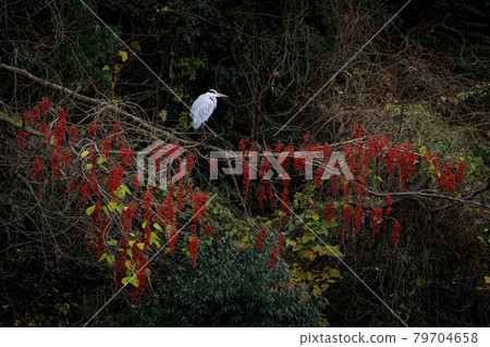 一隻灰鷺棲息在一棵銀樹的樹枝上,銀樹上結有大量類似紅葡萄的果實。 一隻灰鷺棲息在一棵銀樹的樹枝上,銀樹上結有大量類似紅葡萄的果實。 79704658