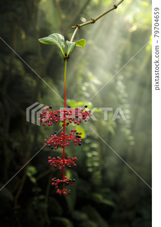 陽光透過樹葉，落在珊瑚牡丹紅色和黑色的小果實上，形成陣陣光彩。 79704659