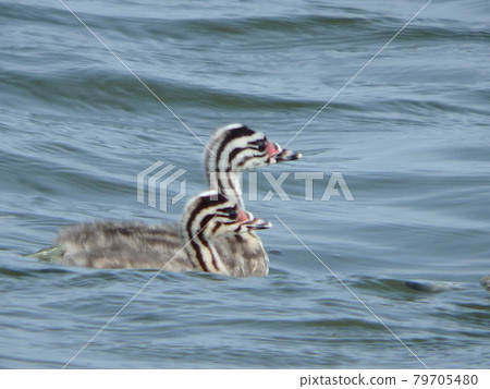 Crested Grebe chicks growing in Lake Onuma, Sendai City 79705480