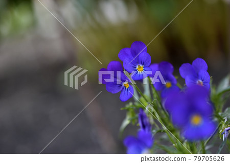 Night violet tricolor close-up in the summer garden.Viola viola is a genus of plants in the Violaceae family Violaceae Night violet tricolor close-up in the summer garden.Viola viola is a genus of plants in the Violaceae family Violaceae 79705626