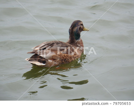 Mallards spending the summer at Lake Onuma in Sendai City 79705653