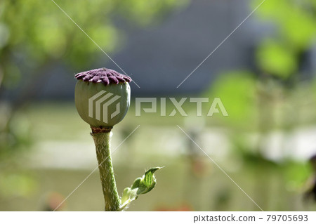Green poppy flower box in the garden Green poppy flower box in the garden 79705693