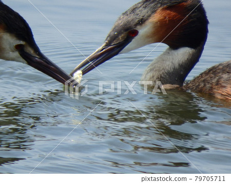 分享小魚食物的鳳頭鷉鷉 分享小魚食物的鳳頭鷉鷉 79705711