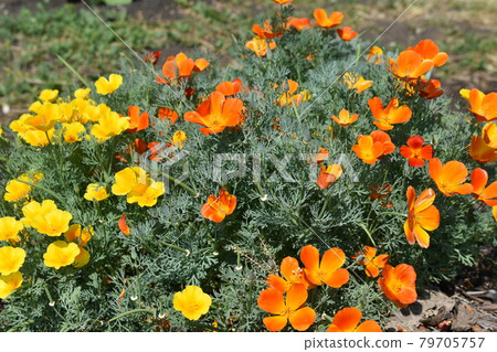 Escholzia californica red and yellow flowers close-up Escholzia californica red and yellow flowers close-up 79705757
